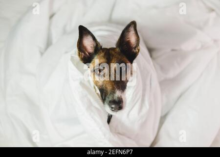 Draufsicht Porträt eines Fuchs Terrier Hund mit lustig Ohren in weißen Decken Stockfoto