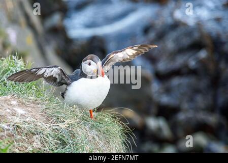 Atlantischer Papageientaucher am Rande der Klippe in Island an Ein Sommertag Stockfoto