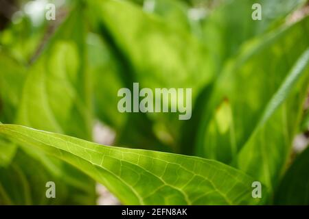 Blätter von Skunk-Kohl, Symplocarpus foetidus, in einem New Jersey Wald Stockfoto