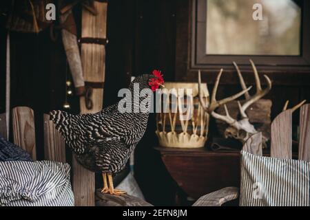 Barred Rock Henne auf der Veranda Stuhl Stockfoto