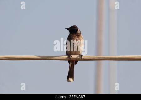 Nahaufnahme eines rot belüfteten Bulbul-Vogels Stockfoto