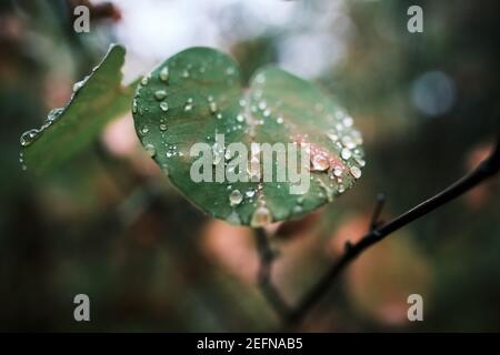 Bunte Blatt bedeckt mit Regen Tropfen Stockfoto