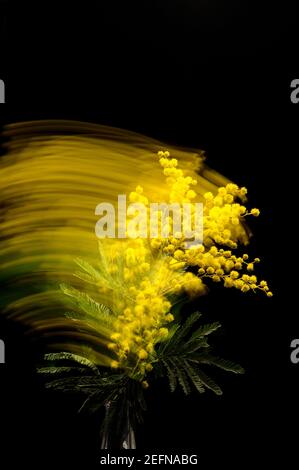 Gelbe Blume von Mimosen auf schwarzem Hintergrund mit Bewegungsunschärfe Stockfoto