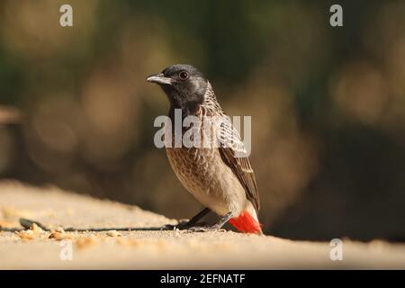 Nahaufnahme eines rot belüfteten Bulbul-Vogels Stockfoto