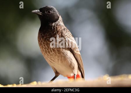 Nahaufnahme eines rot belüfteten Bulbul-Vogels Stockfoto