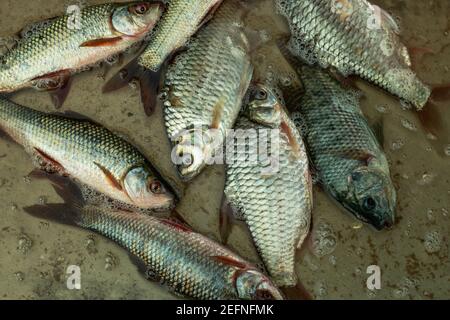 Puntius Trio oder Onespot Barbe und Tilapia, die hauptsächlich Süßwasserfische sind, die flache Bäche, Teiche, Flüsse und Seen bewohnen Stockfoto