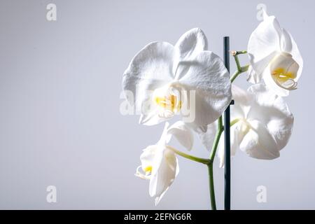 Nahaufnahme einer zarten exotischen tropischen weißen phalaenopsis Orchidee Blume vor hellgrauem Hintergrund mit Kopierplatz auf Die Linke Stockfoto