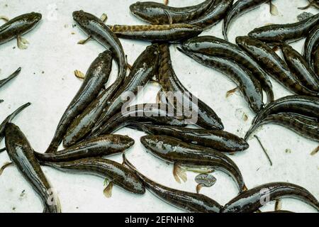 Telo Taki oder Spotted Snakehead, Channa punctata oder Spotted Snakehead, die in Tausenden von Flüssen und Teichen gefunden Stockfoto