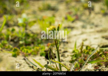 Die raue Hawk's-Bart gelbe Blume, Crepis biennis, Wildblume bd Stockfoto
