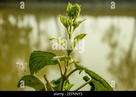 Der Wayfaring Baum Viburnum lantana oder blühender Twistwood das ist Eine grasblühende Pflanze Stockfoto