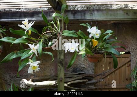 Orchideenpflanzen in Sunken Gardens in St. Petersburg, Florida. Stockfoto