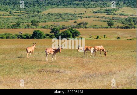 Hartebeest (Alcelaphus buselaphus), vier Kongoni grasen im Maasai Mara National Reserve, Kenia, Afrika. Afrikanische Elefanten in der Ferne. Antilope Stockfoto