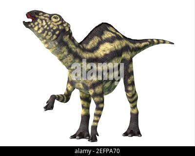 Maiasaura war ein pflanzenfressender Hadrosaur-Dinosaurier, der während der Kreidezeit in Montana lebte. Stockfoto