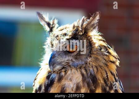 Die Folkestone Owl Sanctuary- Non-Profit-Organisation bietet einen Zufluchtsort für Eulen, die in freier Wildbahn verletzt werden, können nicht mehr sein In Gefangenschaft versorgt Stockfoto