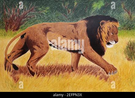 Gemälde eines alten Löwen, der in der Savanne spazierengeht Stockfoto