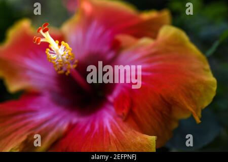 Nahaufnahme einer leuchtend bunten Hibiskusblüte Stockfoto