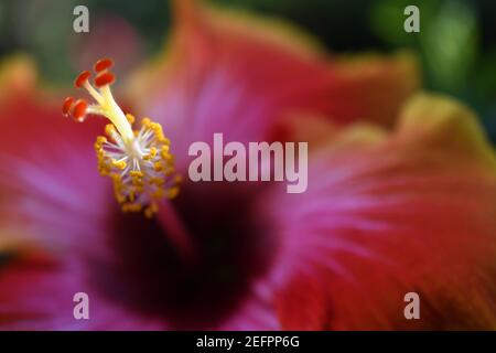 Nahaufnahme einer leuchtend bunten Hibiskusblüte Stockfoto