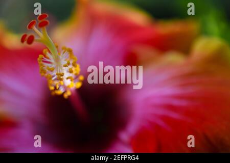 Nahaufnahme einer leuchtend bunten Hibiskusblüte Stockfoto