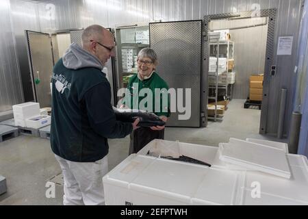 Fischhändler halten einen großen Atlantischen Lachs in seinem Arbeitsplatz Hansestadt Bremen, Deutschland . Stockfoto