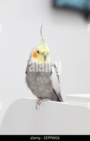 Großer alter grauer und gelber Papageienkakatoo mit hohen Federknallen sitzt auf der Seite der Möbel und schaut in die Kamera. Nahaufnahme. Stockfoto