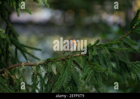 Nahaufnahme eines Rotkehlchens, der auf einem Baum ruht und während des Herbstes, deutschland, zwitschert Stockfoto