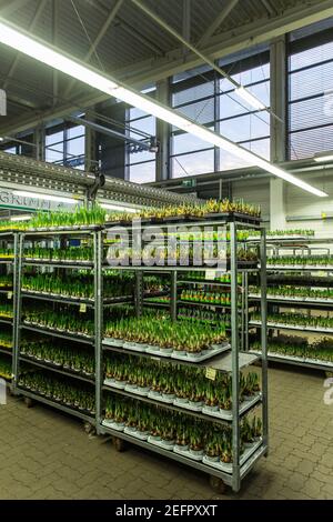 Markt für Blumen und Pflanzen in Bremen, Deutschland Stockfoto