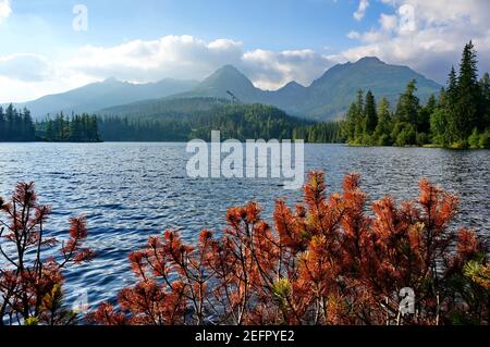 Foto des schönen Bergsees Štrbské pleso in hoch Tatra-Gebirge in der Slowakei mit trockener brauner Zwergkiefer Im Vordergrund auf einer Sonne Stockfoto