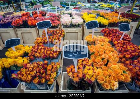 Markt für Blumen und Pflanzen in Bremen, Deutschland Stockfoto