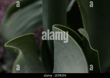 Dunkelgrüne Tulpenblätter mit tiefen Schatten. Nahaufnahme. Selektiver Fokus und Schärfe. Samtstruktur auf Blättern Stockfoto