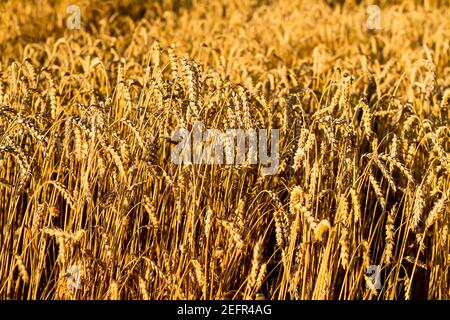 Nahaufnahme des Weizens im Feld. Hintergrund der reifenden Ohren des gelben Weizens Feld auf dem Sonnenuntergang Hintergrund. Kopieren Raum am Horizont in ländlichen Natur Foto-Idee Stockfoto