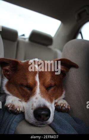 Hund schlafen Stockfoto