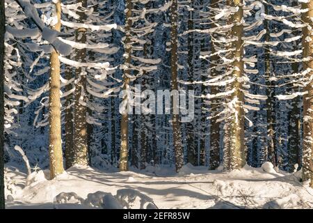 Winterwald unter viel Schnee, beleuchtet von goldener Stundensonne. Blaues und goldenes Licht im Wald im Winter. Kalter Wintertag in den Beskid Bergen Stockfoto