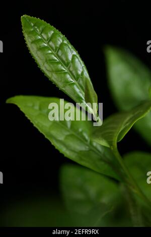 Lizenz erhältlich unter MaximImages.com - Großaufnahme von Camellia sinensis, jungen grünen Blättern einer Teepflanze. Wird zur Herstellung von Teesorten verwendet Stockfoto