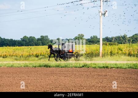 Eine teilweise gesehene Person fährt einen Amish-Buggy, der von einem Pferd auf einer Landstraße gezogen wird. Yoder, Kansas, USA. Stockfoto