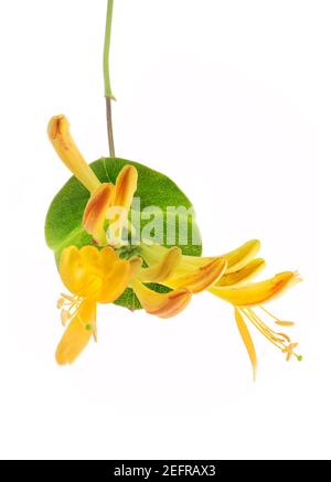 Gelb-orange Trompete Geißblatt Blüten, Lonicera tellmanniana oder L. sempervirens, blühende Strauch Blüten auf einem runden grünen Blatt, künstlerische Nahaufnahme Stockfoto