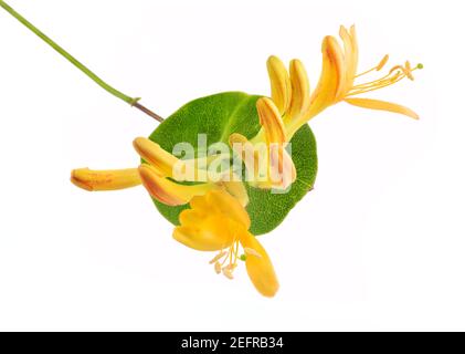 Künstlerische Nahaufnahme der gelben Trompete Geißblatt Blumen auf einem grünen Blatt, Lonicera tellmanniana oder L. sempervirens, blühende Strauchblüten isoliert auf Stockfoto