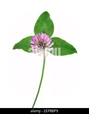 Rotklee, Trifolium pratense. Künstlerische Nahaufnahme einer violetten Blume mit drei grünen Blättern. Krautige, blühende Pflanze. Heilkraut, Vorderansicht Stockfoto