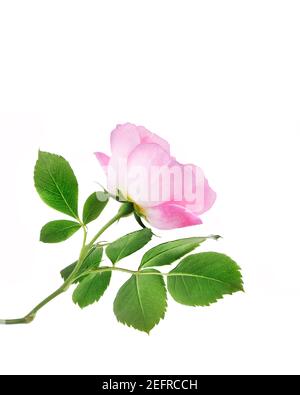 Rosa Damaszenrose, zarte Gartenblume mit offenen Blütenblättern auf einem Zweig mit grünen Blättern. Seitenansicht, künstlerische Nahaufnahme, isoliert auf weißem Studio-Backgro Stockfoto