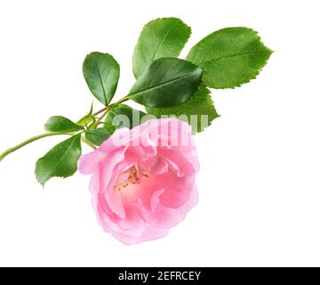 Rosa Damast Rose zarte Blume mit offenen Blütenblättern auf einem Zweig mit grünen Blättern. Gartenrose künstlerische Nahaufnahme, isoliert auf weißem Studiohintergrund. Stockfoto