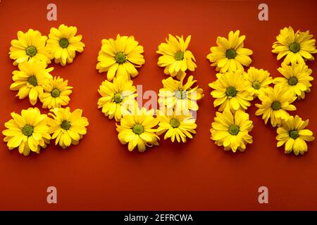 Wort Sonne aus leuchtend gelben natürlichen Blumen auf heißem orange roten Hintergrund gelegt. Layout von Blumenbuchstaben aus Gänseblümchen. Muster der Pflanze. Frühling