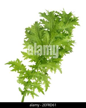 Grünes Mizuna Blatt, biologisch angebaute japanische Wasabi Senf Sorte, bitter scharf essbar Blattgrün. Nahaufnahme isoliert auf weißem Studiohintergrund. Stockfoto