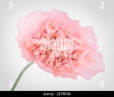 Pink Peony Poppy, künstlerische Nahaufnahme einer Blume mit hellrosa Blütenblättern, Vorderansicht auf weißem Studiohintergrund. Papaver somniferum, Peoniflorum. Rosa Pa Stockfoto