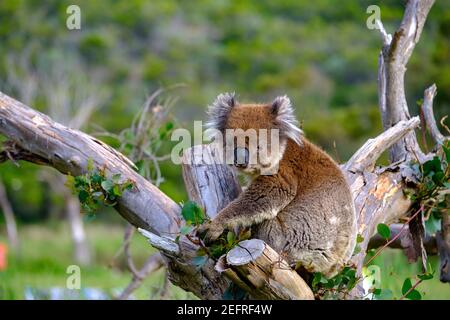 Ein Koala sitzt in einem Eukalyptusbaum in Aire River West Zeltplatz Stockfoto