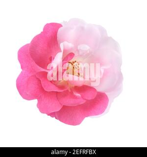 Damast Rose zweifarbige Blume mit halb rosa halbweißen Blütenblättern, künstlerische Vorderansicht Nahaufnahme einer offenen Sportblume, isoliert auf weißem Studio-Backgro Stockfoto