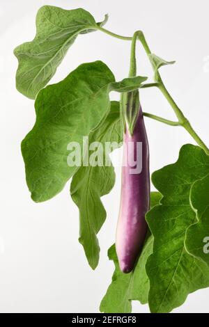 Reife purpurne Frucht einer asiatischen Aubergine, Ping Tung Long, auf einer Pflanze mit grünen Blättern isoliert auf weißem Studiohintergrund. Bio, natürlich angebaut, er Stockfoto