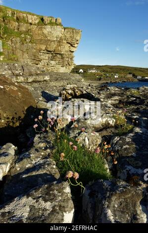 Seethrift (Armeria maritima) Aka Bees Ruby Flowers unter den Klippen bei Elgol On Die Isle of Skye in Schottland Stockfoto