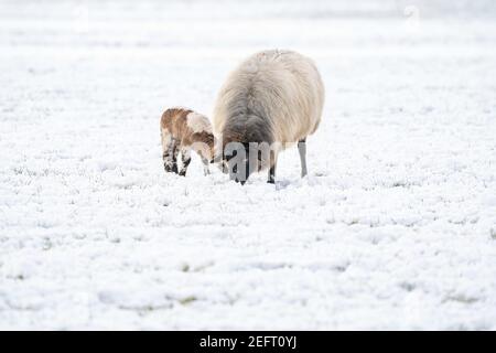 Ein neu geborenes weißes Lamm frisst Gras auf der Wiese, das Gras ist mit Schnee bedeckt. Mutter Schafe grast daneben. Winter auf dem Bauernhof Stockfoto