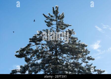 Nahaufnahme einer Douglasie vor blauem Himmel und Wolken. Schnee schmilzt an einem sonnigen Wintertag. Stockfoto