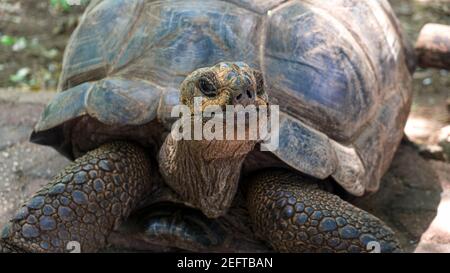 Afrikanische Riesenschildkröte Aldabra auf einer Insel im Indischen Ozean. Stockfoto