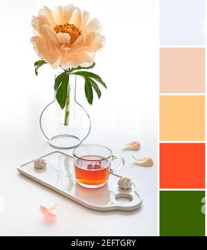 Farblich passende Palette aus Bild von Tee und weißen Marshmallows auf Keramik-Tablett. Einzelne Pfingstrose Blume in trendigen modernen Glasvase auf weißem Tisch. Beige Stockfoto